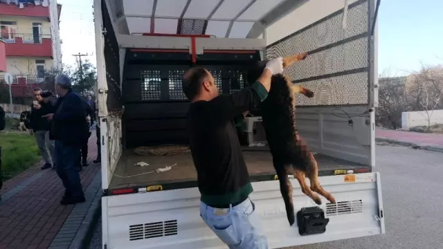 Köpeği bıçaklayarak öldüren adamın savunması şaşırttı Köpeği bıçaklayarak öldüren adamın savunması şaşırttı