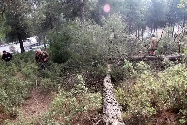 Kestiği ağacın altında kalan işçi yaralandı Kestiği ağacın altında kalan işçi yaralandı