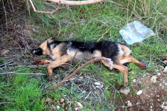 Köpeği bıçaklayarak öldüren adamın savunması şaşırttı.