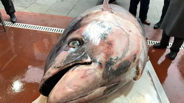 325 kiloluk orkinos görenleri şaşkına çevirdi! Vatandaşlar selfie çektirmek için yarışa girdi 325 kiloluk orkinos görenleri şaşkına çevirdi! Vatandaşlar selfie çektirmek için yarışa girdi
