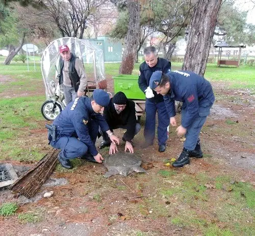 Sahilde bulunan yaralı Nil kaplumbağası tedavi altına alındı