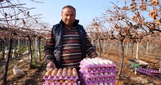 Üzüm üreticisi 'gezen tavuk' hayalini gerçekleştirdi! Şimdi siparişlere yetişemiyor