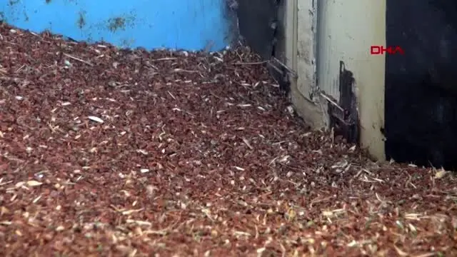 Gümüşhane glutensiz un ve bulgur tesisinde üretim başladı Gümüşhane glutensiz un ve bulgur tesisinde üretim başladı
