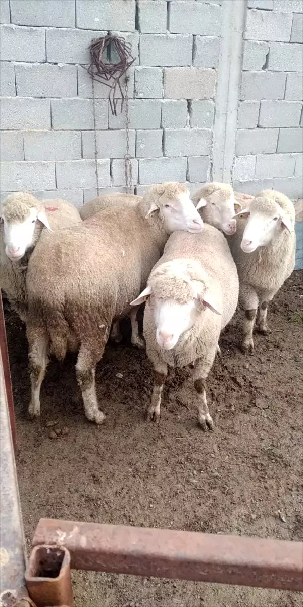 Ilgın'da hibe damızlık koçlar besicilere dağıtıldı Ilgın'da hibe damızlık koçlar besicilere dağıtıldı