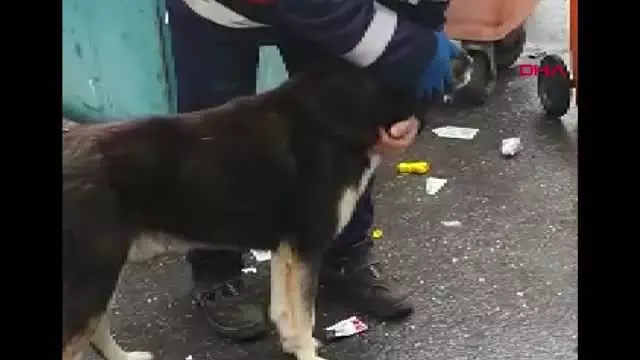 Şefkatli kalbin altından dram çıktı Şefkatli kalbin altından dram çıktı