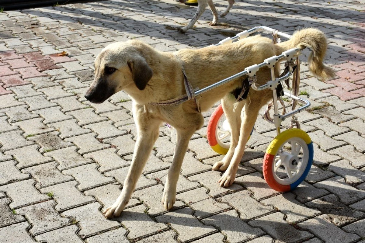 Engelli hayvanlar yürüteçle hayata bağlandı Haberler