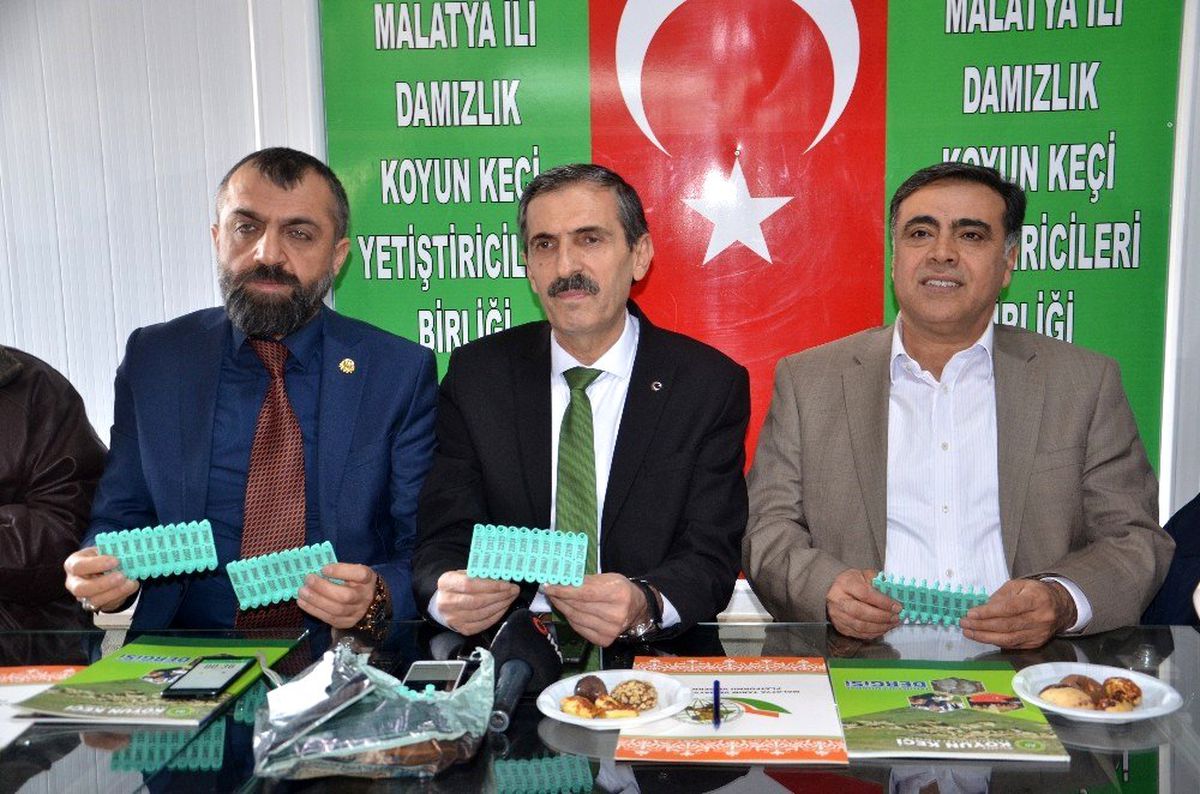 Küçükbaş hayvanlarda küpeleme ve SOYBİS çalışması