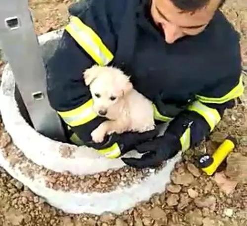 Kuyuya köpeği itfaiye kurtardı, o anlara kameraya yansıdı