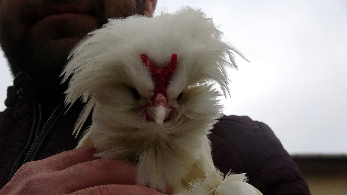 Türkiye şampiyonu Osmanlı horozu 'Pusat'a paha biçilemiyor