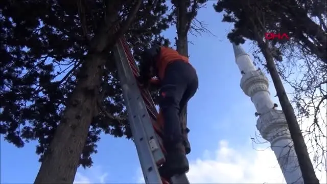 Silivri'de ağaca asılı kalan kuşu itfaiye kurtardı