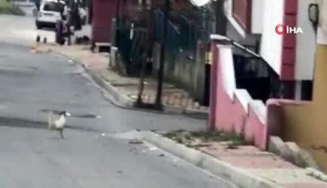 Karşısına çıkan horoza taş atan postacı, sert kayaya çarptı! O anlar kameralara yansıdı