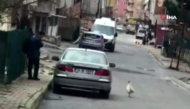 Karşısına çıkan horoza taş atan postacı, sert kayaya çarptı! O anlar kameralara yansıdı