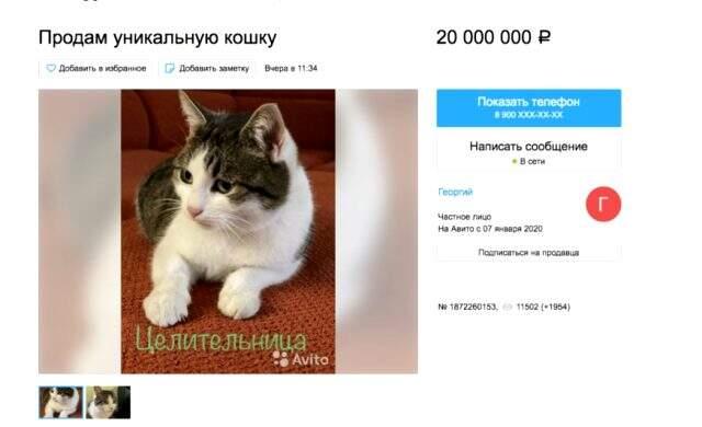 Rusya'da 'doğaüstü güçleri olan' bir kedi 320 bin dolara satışa çıkarıldı