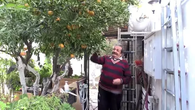 'Amil Bey', saçlarını 'Kel Mahmut'u hatırlatması için kazıtmış 'Amil Bey', saçlarını 'Kel Mahmut'u hatırlatması için kazıtmış