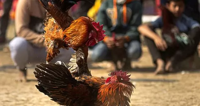 Ayağındaki bıçakla seyircilerin arasına dalan horoz, 55 yaşındaki şahsın ölümüne neden oldu