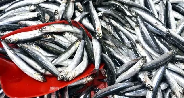 Hamsinin fiyatı yarı yarıya düştü