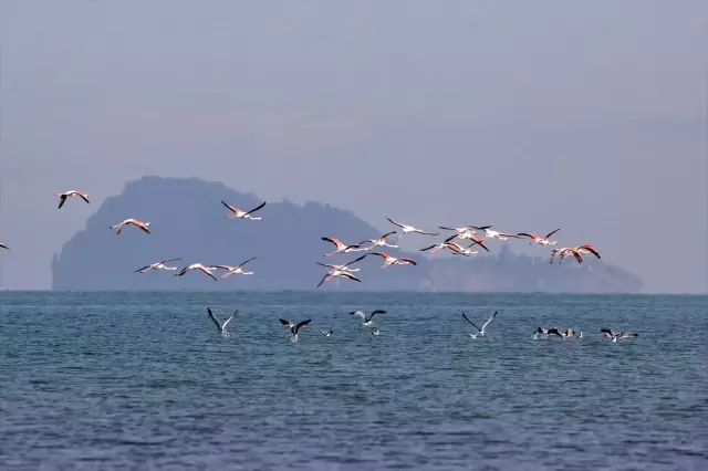 Van Gölü Havzası göçmen kuşlara ev sahipliği yapıyor