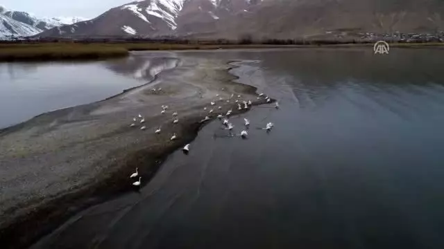 Van Gölü Havzası göçmen kuşlara ev sahipliği yapıyor - VAN
