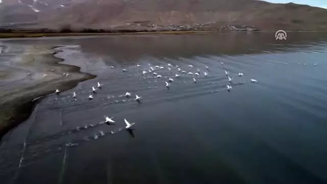 Van Gölü Havzası göçmen kuşlara ev sahipliği yapıyor - VAN