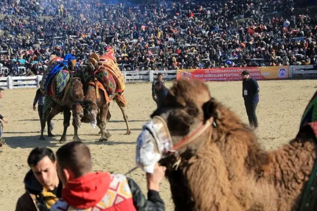38. Uluslararası Devecilik Festivali'ne binlerce kişi akın etti