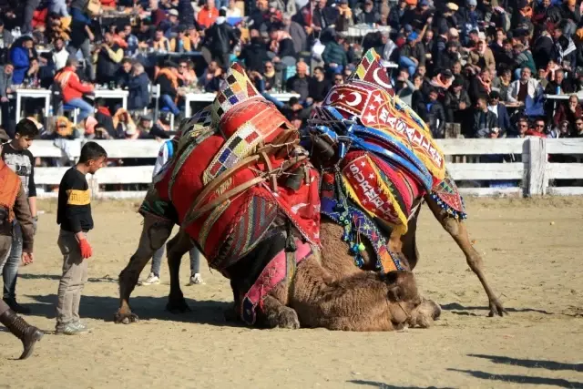 38. Uluslararası Devecilik Festivali'ne binlerce kişi akın etti