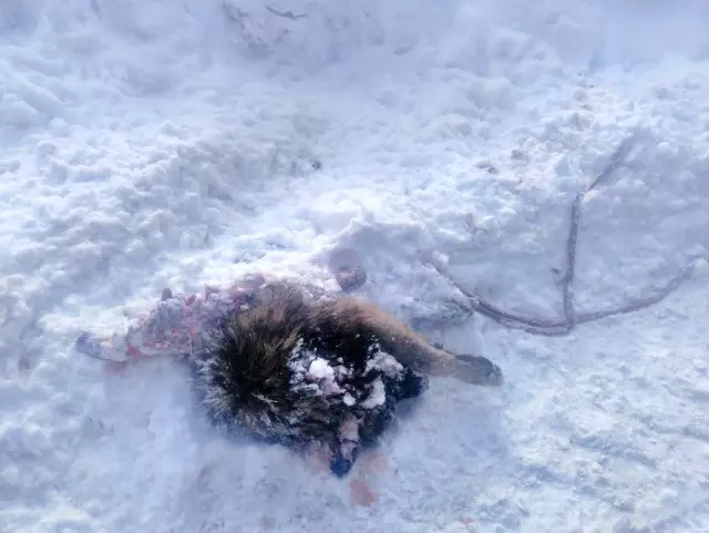 Yiyecek arayan kurtlar sokak köpeğini parçaladı Yiyecek arayan kurtlar sokak köpeğini parçaladı