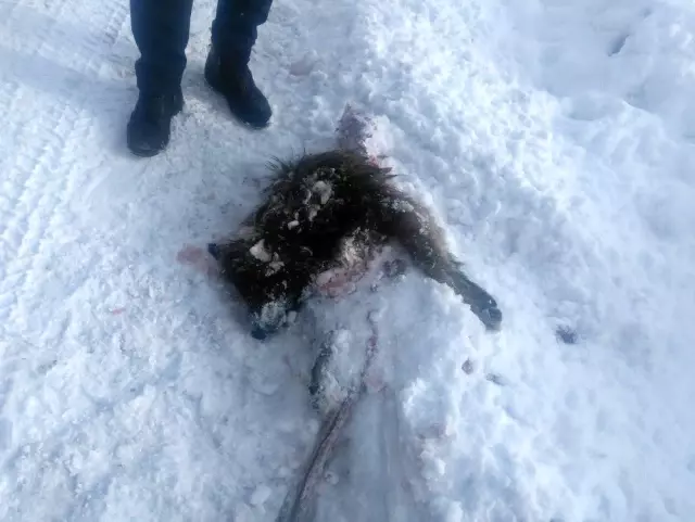 Yiyecek arayan kurtlar sokak köpeğini parçaladı Yiyecek arayan kurtlar sokak köpeğini parçaladı