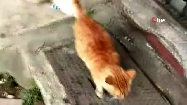 Bu Kedi Cesmeden Baska Hic Bir Yerden Su Icmiyor Haberler