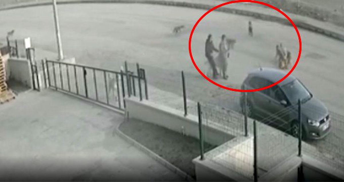 Sokak köpeğini ezip arkasına bile bakmadan yoluna devam etti