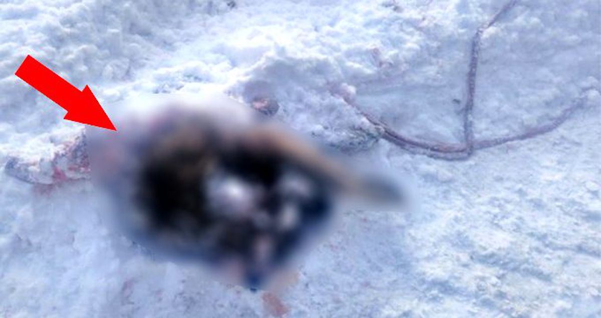 Yiyecek arayan kurtlar sokak köpeğini parçaladı