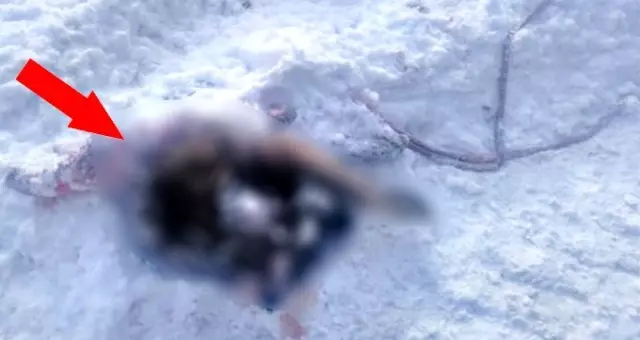 Yiyecek arayan kurtlar sokak köpeğini parçaladı