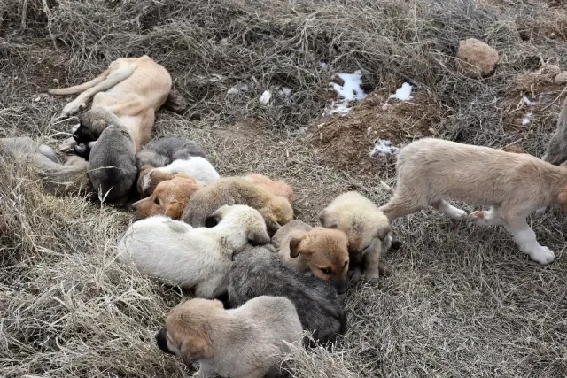 Aksaray'da yavru köpekler soğukta ölüme terk edildi Aksaray'da yavru köpekler soğukta ölüme terk edildi