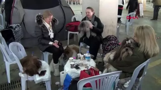 Aydın köpek ırkları kuşadası'nda yarıştı Aydın köpek ırkları kuşadası'nda yarıştı