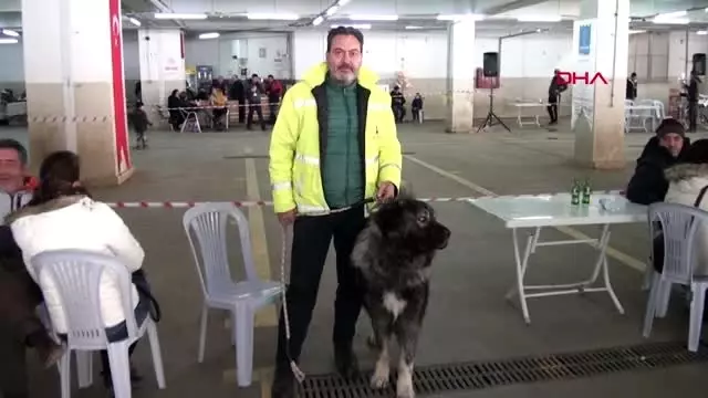 Aydın köpek ırkları kuşadası'nda yarıştı Aydın köpek ırkları kuşadası'nda yarıştı