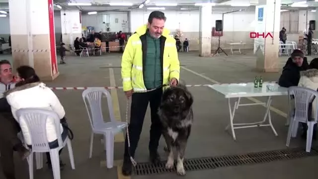 Aydın köpek ırkları kuşadası'nda yarıştı Aydın köpek ırkları kuşadası'nda yarıştı