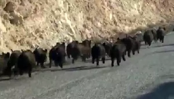 Yola inen domuz sürüsü görenleri hayrete düşürdü Yola inen domuz sürüsü görenleri hayrete düşürdü