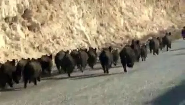 Yola inen domuz sürüsü görenleri hayrete düşürdü Yola inen domuz sürüsü görenleri hayrete düşürdü