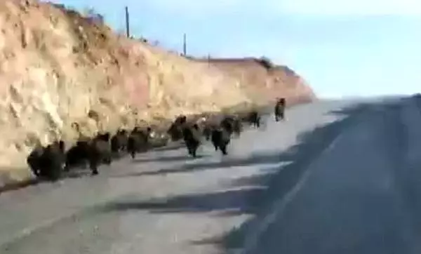 Yola inen domuz sürüsü görenleri hayrete düşürdü Yola inen domuz sürüsü görenleri hayrete düşürdü