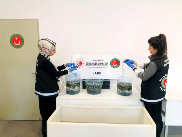 Bir otomobilin kapılarına gizlenmiş 5 bin 450 adet su kaplumbağası yakalandı Bir otomobilin kapılarına gizlenmiş 5 bin 450 adet su kaplumbağası yakalandı