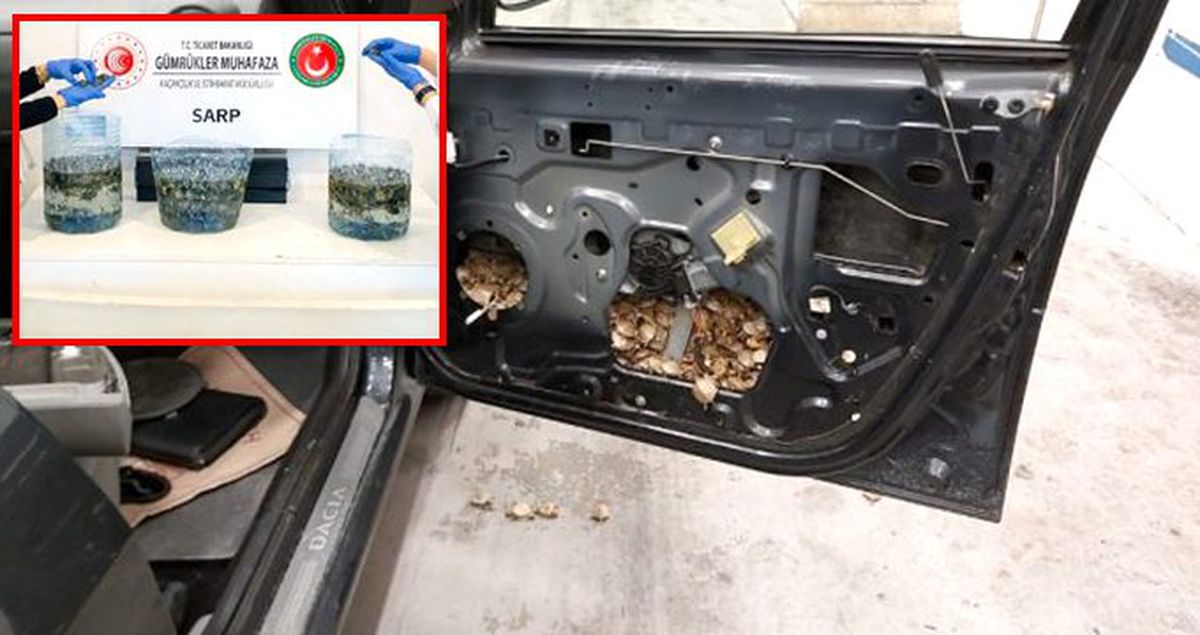 Bir otomobilin kapılarına gizlenmiş 5 bin 450 adet su kaplumbağası yakalandı