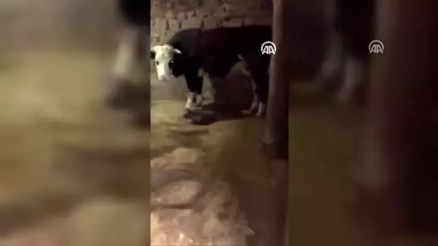 15 yıldır aranan 2 hükümlü yakalandı 15 yıldır aranan 2 hükümlü yakalandı