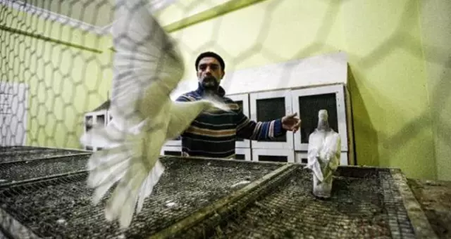Açık artırmaya çıkarılan güvercinler araba fiyatına satılıyor Açık artırmaya çıkarılan güvercinler araba fiyatına satılıyor