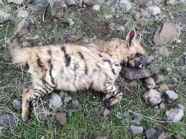 Aracın çarptığı nesli tükenmekte olan çizgili sırtlan öldü Aracın çarptığı nesli tükenmekte olan çizgili sırtlan öldü