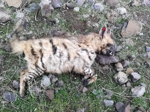 Aracın çarptığı nesli tükenmekte olan çizgili sırtlan öldü Aracın çarptığı nesli tükenmekte olan çizgili sırtlan öldü