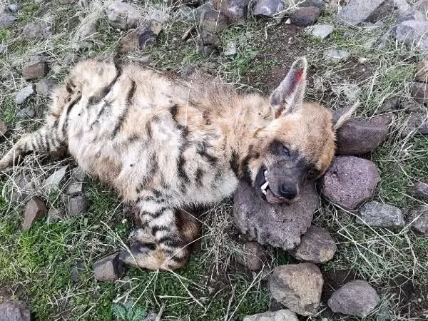 Aracın çarptığı nesli tükenmekte olan çizgili sırtlan öldü Aracın çarptığı nesli tükenmekte olan çizgili sırtlan öldü
