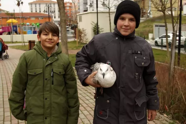 Çerkezköy'de çocukların sahip çıktığı yaralı martı tedaviye alındı