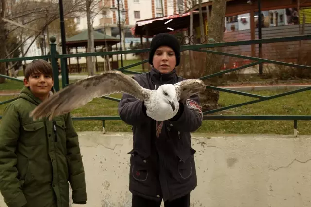 Çerkezköy'de çocukların sahip çıktığı yaralı martı tedaviye alındı Çerkezköy'de çocukların sahip çıktığı yaralı martı tedaviye alındı