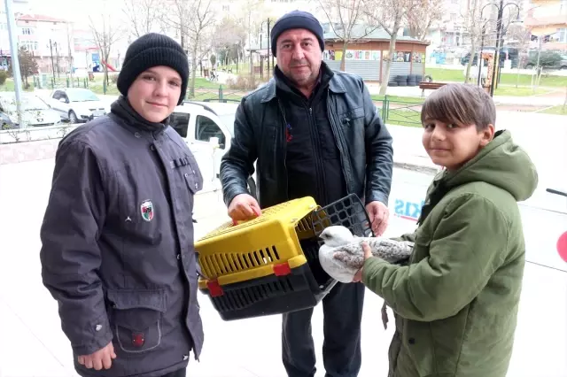 Çerkezköy'de çocukların sahip çıktığı yaralı martı tedaviye alındı Çerkezköy'de çocukların sahip çıktığı yaralı martı tedaviye alındı