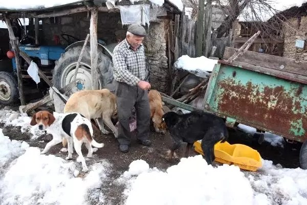 Emekli maaşıyla sokak hayvanlarını besliyor