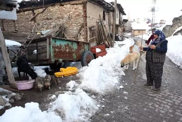 Emekli maaşıyla sokak hayvanlarını besliyor